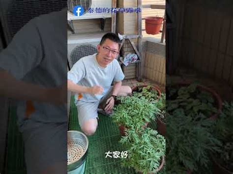 好種的蔬菜水果|全民瘋種菜！新手種菜 DIY — 種蔥、種豆芽⋯⋯選對。